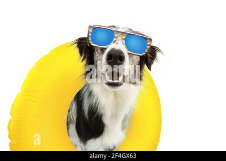 Hund Sommer auf Urlaub in der gelben aufblasbaren Pool und tragen Sonnenbrille. Fröhlicher Ausdruck. Isoliert auf weißem Hintergrund. Stockfoto