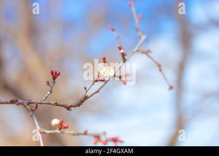 Junge blühende Sakura Zweig an einem sonnigen Frühlingstag. Ein neues Leben zu erwecken. Schöne florale Hintergrund, atmosphärische Stimmung. Selektiver Fokus. Stockfoto