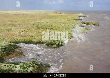 Die Wellen des holländischen Wattenmeeres krachen auf das Salz marsh Stockfoto