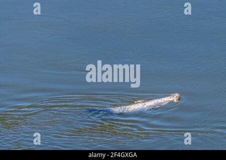 Eine gemeinsame Hafenrobbe (Phoca vitulina) schwimmt auf dem Rücken und entspannt an einem sonnigen Tag. Das Wasser ist ruhig. Stockfoto