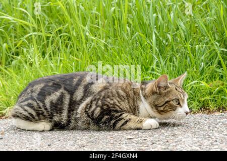 Eine Katze, die auf Asphalt vor hohem Gras liegt. Er sieht aus, als ob er bereit ist, sich auf etwas zu stürzen. Stockfoto