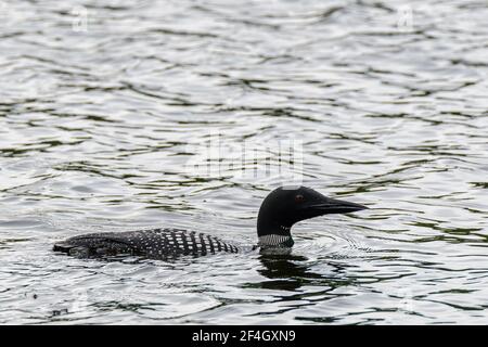 Ein gemeinsamer Loon (Gavia immer), der in einem See schwimmend ist. Er schwimmend nach rechts. Nahaufnahme. Stockfoto