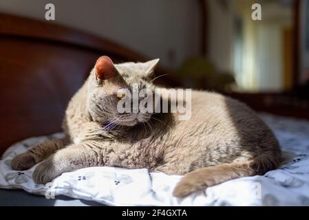 Britische Kurzhaarkatze auf einem Bett in einem Haus. Stockfoto