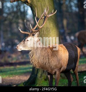 Rothirsche Hirsche an einem frostigen Morgen im Richmond Park, London, Großbritannien Stockfoto