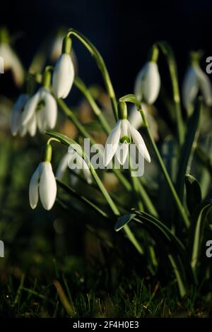 Weiß blühender Schneeglöckchen oder Galanthus nivalis im Waldhintergrund. Sonniger Frühlingstag, Nahaufnahme, flache Tiefen des Feldes, dunkler Hintergrund Stockfoto