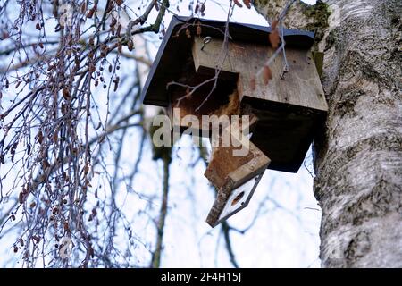 Vogelkiste auf einem Baum, offen und leer. Es gibt Vogelnest im Inneren, aus trockenem Gras, Zweigen und Federn. Stockfoto