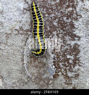 Toadflax Brocade Raupenbau Puppen sammeln Puppen Material Stockfoto