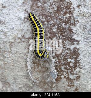 Toadflax Brocade Raupenbau Puppen sammeln Puppen Material Stockfoto