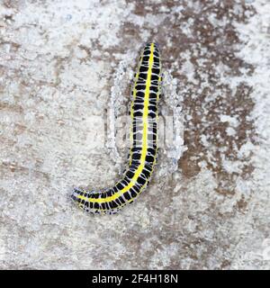 Toadflax Brocade Raupenbau Puppen sammeln Puppen Material Stockfoto