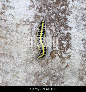 Toadflax Brocade Raupenbau Puppen sammeln Puppen Material Stockfoto