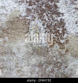 Toadflax Brocade Raupe Gebäude Puppen sammeln Schlamm Stockfoto