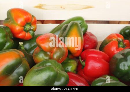 Rote und grüne Paprika auf dem Markt Stockfoto