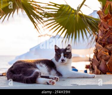 Nette graue Katze, die sich unter der Palme am Strand ausruht. Stockfoto