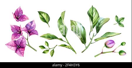 Aquarell florale Sammlung von Elementen. Lila Bougainvillea Zweig in Blüte, Blumen, Blätter. Handbemaltes tropisches Set. Botanische Illustrationen Stockfoto