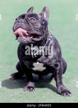 2,5 Jahre alter Brindle männlicher Franzose, der sich den Atem raubt. Off-Leine Hundepark in Nordkalifornien. Stockfoto