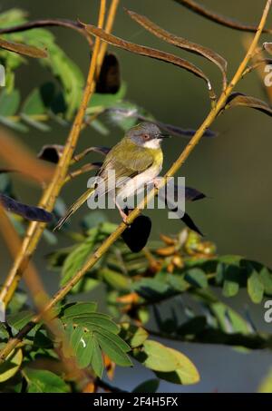 Gelbbrustiger Apalis (Apalis flavida) Erwachsener auf dem Stem Lake Baringo, Kenia November Stockfoto