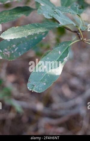 Einfache abwechselnd distal abgerundete proximal akute Blätter von Toyon, Heteromeles Arbutifolia, Rosaceae, einheimischer Strauch im Topanga State Park, Winter. Stockfoto