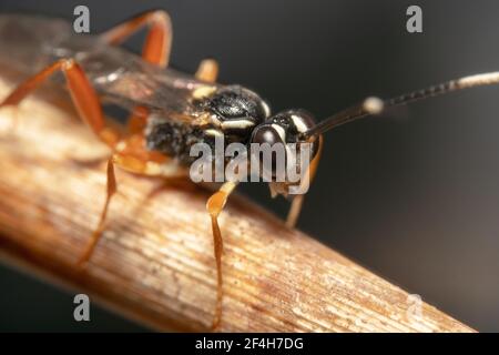 Brown legged Black Ichneumon Wasp Halbkörper Schuss kriechen nach unten Auf einem trockenen Stock mit klaren Augen und Antennen Stockfoto