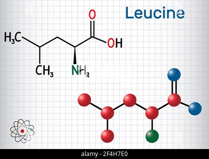 Leucin ( L- Leucin, Leu, L) Molekül. Es ist essentielle Aminosäure. Blatt Papier in einem Käfig. Strukturelle chemische Formel und Molekülmodell Stock Vektor