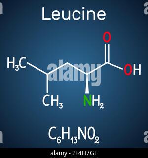 Leucin ( L- Leucin, Leu, L) Molekül. Es ist essentielle Aminosäure. Strukturelle chemische Formel auf dem dunkelblauen Hintergrund Stock Vektor