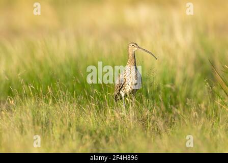 Curlew, Wissenschaftlicher Name: Numenius arquata. Ausgewachsene Curlew im Frühling mit langem Schnabel stand während der Zeit im natürlichen Moorlebensraum von Schilf und Gräsern Stockfoto