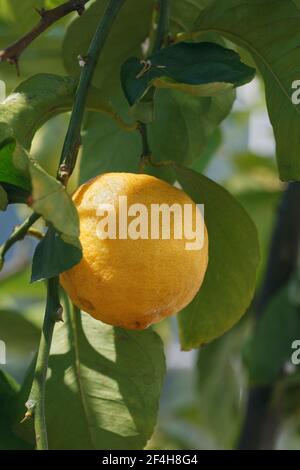 Citrus × Limon' Garey von Eureka". Zitrone Fruchtkörper im Freien an RHS Wisley Gardens. Stockfoto