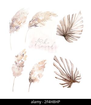 Aquarell-Set mit getrocknetem Laub, Blättern, Knospen, Pampas, Zweigen im Vintage-Stil. Boho dekorative florale Elemente. Handmalerei isoliert Palme Sommer Stockfoto
