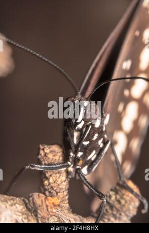Gewöhnlicher Krähenschmetterling, der neugierig auf die Kamera schaut Stockfoto