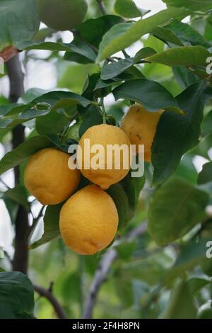 Citrus × Limon 'Vier Jahreszeiten'. Zitrone Fruchtkörper innen bei RHS Wisley Gardens. Stockfoto