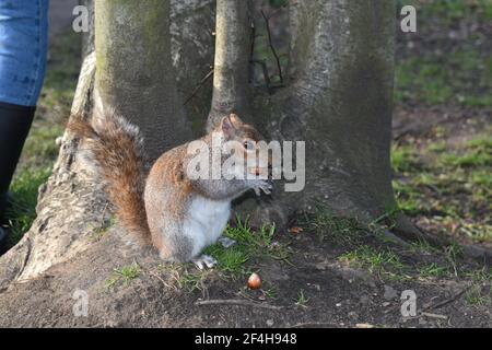 Ein graues Eichhörnchen hat silbernes Fell und sitzt aufrecht mit seinem großen buschigen Schwanz über dem Rücken gewölbt. Es ist aktiv während des Tages Nahrungssuche in Bäumen Stockfoto