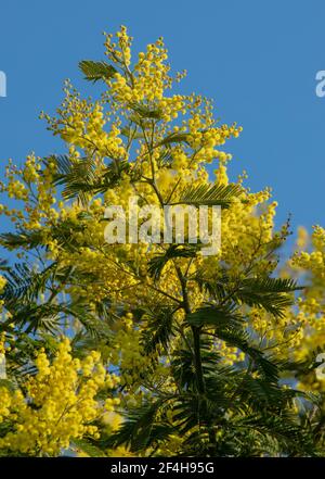 Zweig der gelben Blüten der Acacia Dealbata gegen den blauen Winterhimmel gesehen. Stockfoto