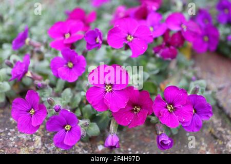 Aubrieta deltoidea ‘Gloria’ Rock Cress Gloria – tiefrosa Blüten und ovale Spinosblätter, März, England, Großbritannien Stockfoto