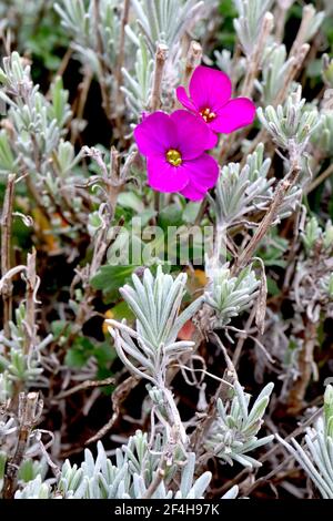 Aubrieta deltoidea ‘Gloria’ Rock Cress Gloria – tiefrosa Blüten und ovale Spinosblätter, März, England, Großbritannien Stockfoto