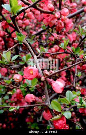 Chaenomeles x superba ‘Pink Lady‘ Japanische Quitte Pink Lady – Trauben rosarote, einschalige Blüten, grüne Blätter, März, England, UK Stockfoto