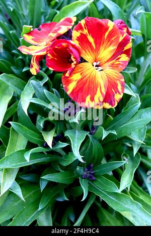 Erysimum cheiri ‘Scarlet bedder’ mit Mosaikvirus Wallflower Scarlet bedder – orange und gelbe Blüten mit roten Streifen, März, England, Großbritannien Stockfoto