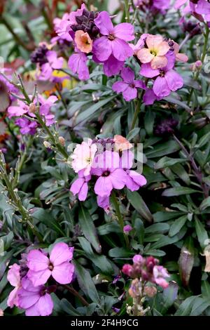 Erysimum cheiri ‘Hectors Gatepost’ Wallflower Hector’s Gatepost – Mauve- und Aprikosenblüten, März, England, Großbritannien Stockfoto