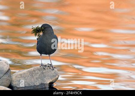 Amerikanischer Tauchspender mit Material, um ein Nest entlang des Yaak River wieder aufzubauen. Yaak Valley, nordwestlich von Montana. (Foto von Randy Beacham) Stockfoto
