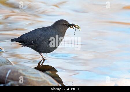 Amerikanischer Wasserpfropfer mit Material, um ein Nest entlang des Yaak River zu bauen. Yaak Valley, Montana. (Foto von Randy Beacham) Stockfoto