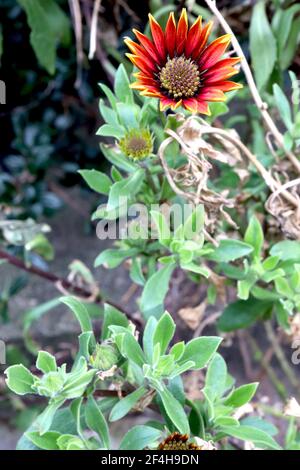 Osteospermum ‘Purple Sun’ African Daisy Purple Sun – orange und lila Daisy-ähnliche Blumen, März, England, Großbritannien Stockfoto