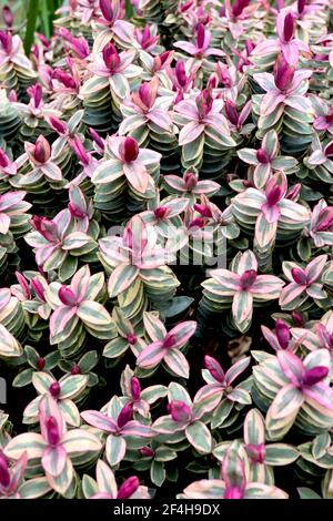 Hebe Magic Summer Shrubby veronica Magic Summer – rot-violette Triebe auf buntem Laub, März, England, Großbritannien Stockfoto
