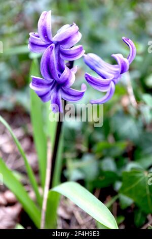 Hyacinthus orientalis ‘Blue Festival‘ Hyazinth Blue Festival – blaue Hyazinthe mit violettem Rand, März, England, Großbritannien Stockfoto