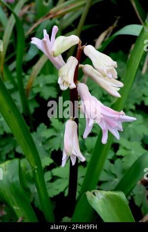 Hyacinthus orientalis ‘Pink Festival’ Hyacinth Pink Festival – lange röhrenförmige rosa Blüten mit stark rekurvierten Blütenblättern, März, England, Großbritannien Stockfoto