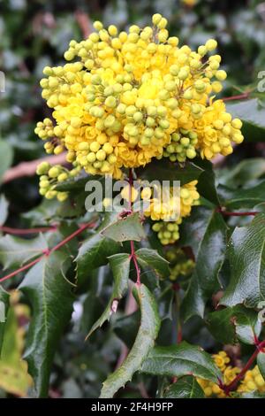 Mahonia aquifolium ‘Smaragd’ Oregon grape Smaragd – Trauben von gelben Blüten mit dunkelgrünen Blättern, März, England, Großbritannien Stockfoto