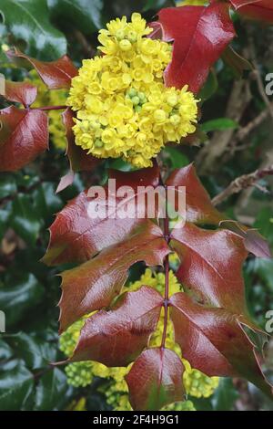 Mahonia aquifolium ‘Smaragd’ Oregon grape Smaragd – Trauben von gelben Blüten mit dunkelgrünen Blättern, März, England, Großbritannien Stockfoto