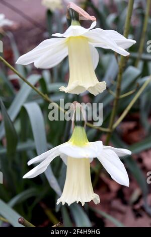 Narcissus ‘WP Milner’ Division 1 Trompete Narzissen WP Milner Narzissen - weiße Blütenblätter und lange cremefarbene Rüschentrompete, März, England, Großbritannien Stockfoto