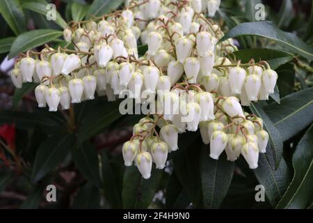 Pieris japonica ‘Debutante’ Japanese Andromeda Debutante – weiße, urnenförmige Blüten mit hellgrünen Tepals und grünen Blättern, März, England, Großbritannien Stockfoto