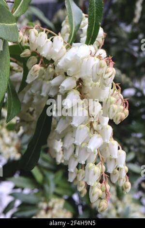 Pieris japonica ‘Debutante’ Japanese Andromeda Debutante – weiße, urnenförmige Blüten mit hellgrünen Tepals und grünen Blättern, März, England, Großbritannien Stockfoto