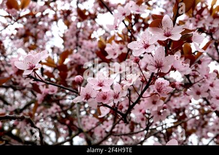 Prunus cerasifera Pissardii Nigra purpurne Kirschpflaume – kleine Schale rosa schüsselförmige Blüten, Staubblätter, rote Stiele, braune Blätter, März, England, Großbritannien Stockfoto