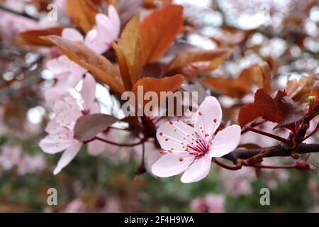 Prunus cerasifera Pissardii Nigra purpurne Kirschpflaume – kleine Schale rosa schüsselförmige Blüten, Staubblätter, rote Stiele, braune Blätter, März, England, Großbritannien Stockfoto