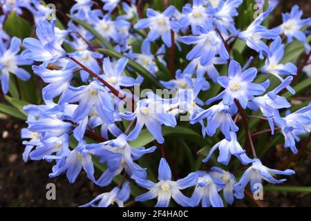 Scilla forbesii (chionodoxa) Forbes-Tintenfisch – blaue, glockenförmige Blüten mit weißem Auge, März, England, Großbritannien Stockfoto